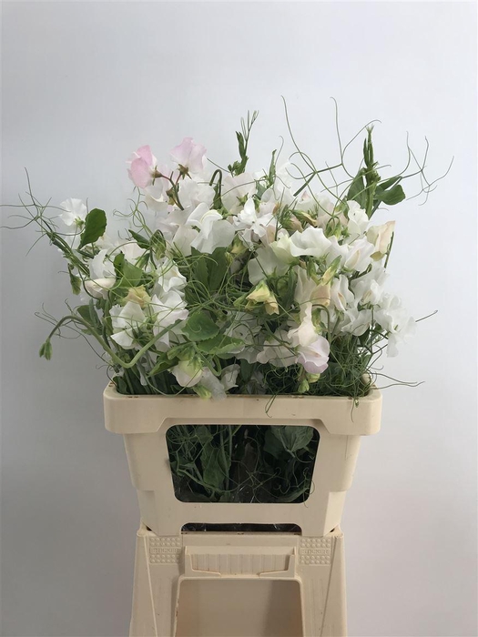 <h4>LATHYR WHITE RAMO</h4>