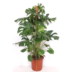 Monstera deliciosa