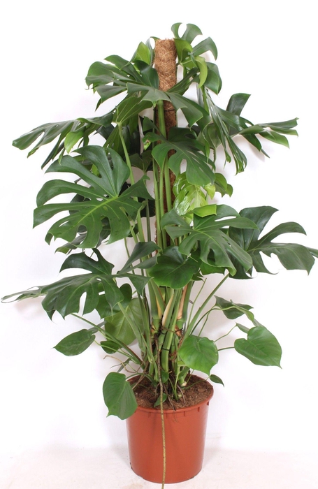 <h4>Monstera deliciosa</h4>