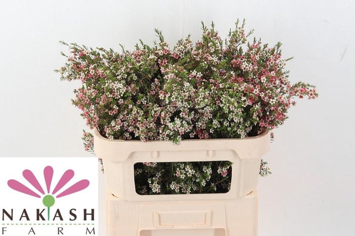 <h4>CHAME UN MY SWEET 16</h4>