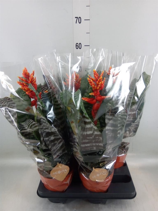 <h4>Aechmea ...</h4>