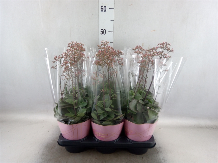 <h4>Kalanchoe  'WildFlow Surp Canyon'</h4>