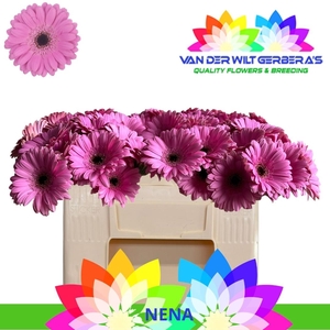 GE MI NENA