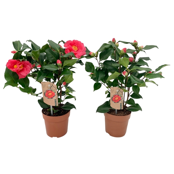 <h4>Camellia Dr King 10+ knoppen</h4>