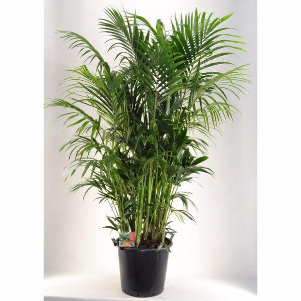 <h4>KENTIA - P44 H210 - 20PP (Howea forsteriana)</h4>