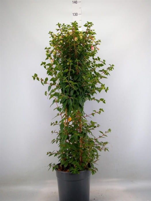 <h4>Fuchsia   ...</h4>