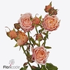 Rosa spray keijsers coral