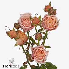 Rosa spray keijsers coral