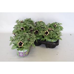 Petunia Sanguna Deep Burgundy