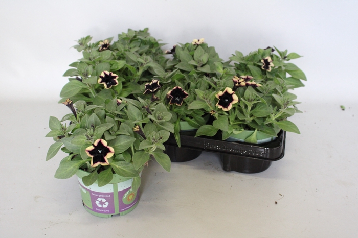 <h4>Petunia Sanguna Deep Burgundy</h4>