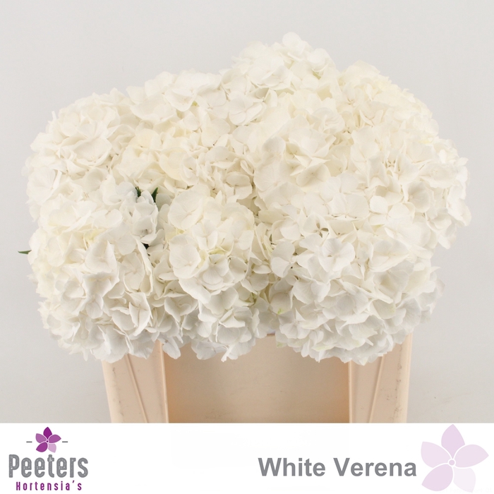 <h4>HYDR M CH WHI VERENA</h4>