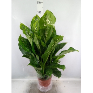 Dieffenbachia