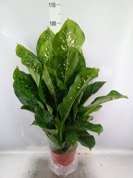 Dieffenbachia