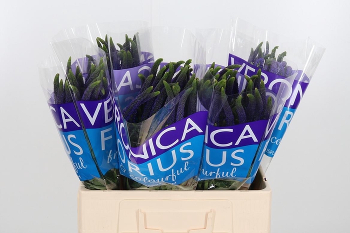 <h4>Veron Smart Navy</h4>