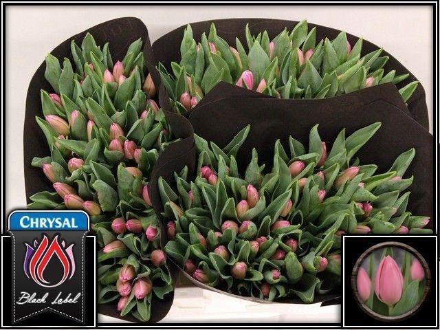 <h4>TU EN MOLTO AMATA</h4>