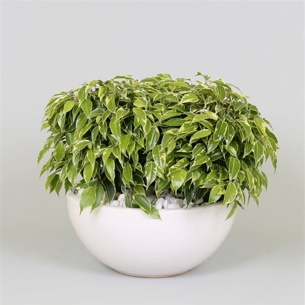 <h4>Arrangement Ficus kinky in schaal</h4>