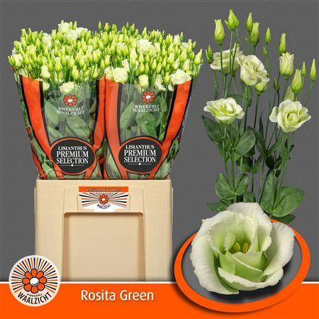 <h4>Eus G Rosi Green</h4>