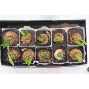 AMARYLLIS P14 MIN 2 HT