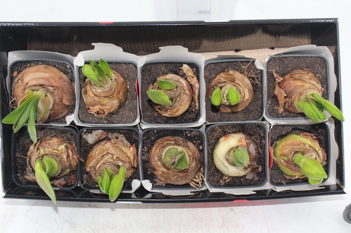 <h4>AMARYLLIS P14 MIN 2 HT</h4>