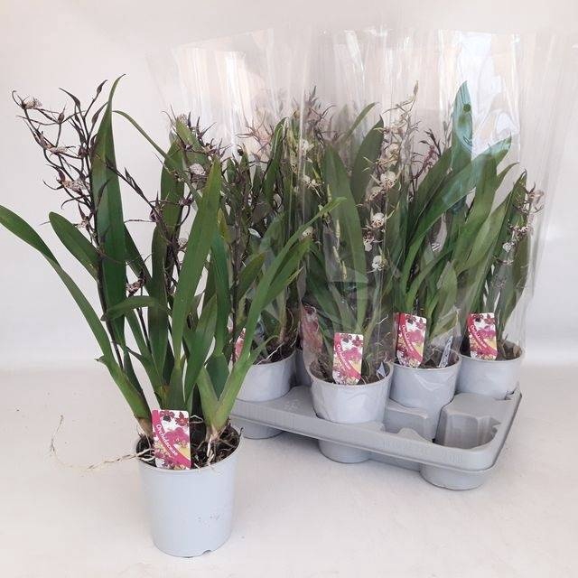 <h4>BRASSIA SUMMER DREAM</h4>