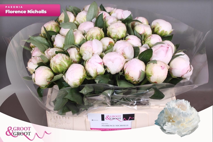 <h4>PAEO L FLOR NICHOLLS</h4>