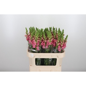 Antirrhinum Po Pink