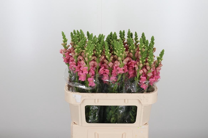 <h4>Antirrhinum Po Pink</h4>