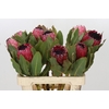 Protea Barbigera Early Mountain Queen