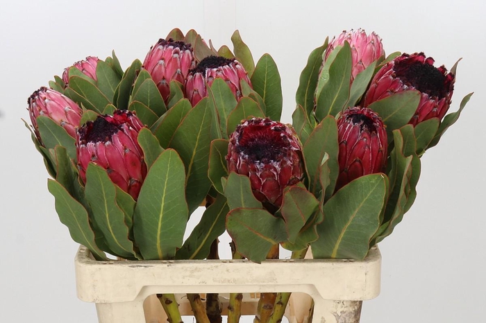 <h4>Protea Barbigera Early Mountain Queen</h4>