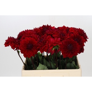 Dahlia Heatwave