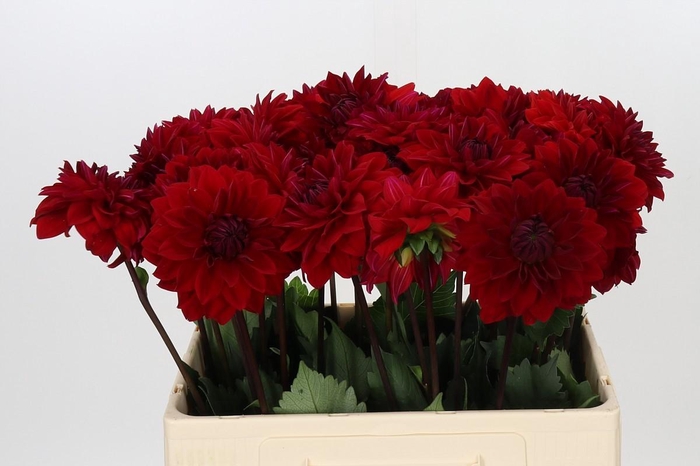 <h4>Dahlia Heatwave</h4>