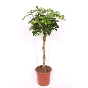 Schefflera Gold Capella