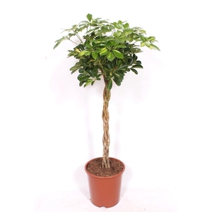 Schefflera Gold Capella