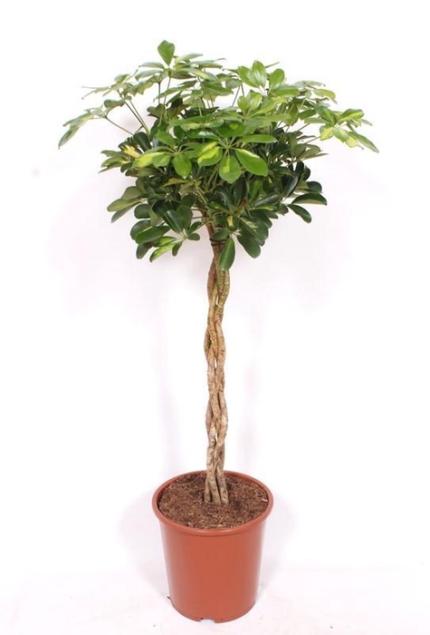 <h4>Schefflera Gold Capella</h4>