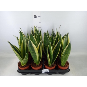 Sansevieria trifa.   ...