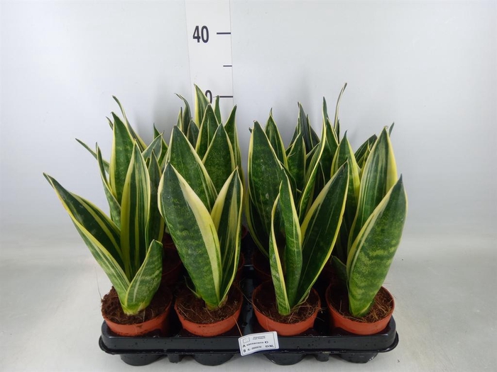 <h4>Sansevieria trifa.   ...</h4>