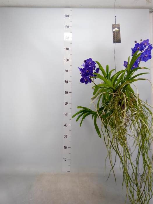 <h4>Vanda hybrids</h4>