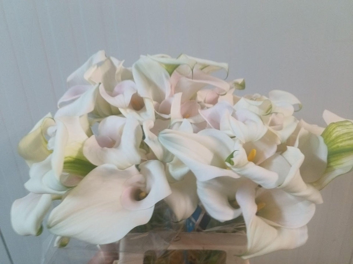 <h4>Calla Ventura | Dubbelbloemig</h4>