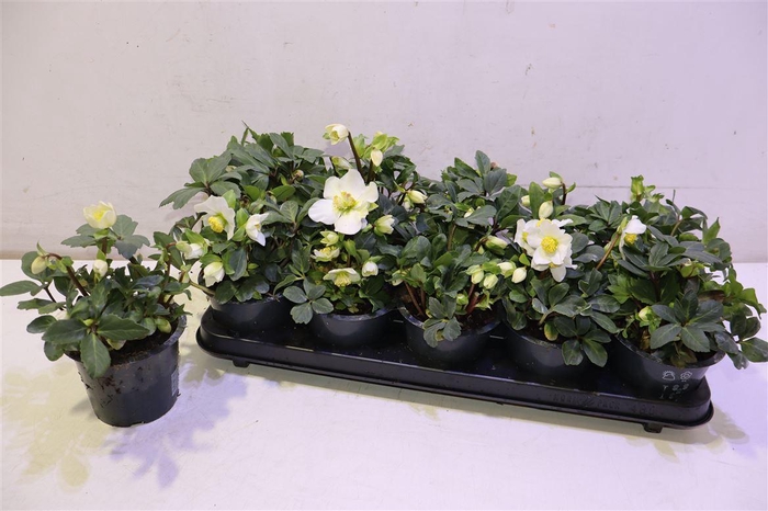 <h4>Hell Ni Happy Day</h4>