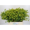 Bupleurum Griffithii