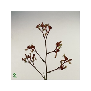 Kangaroo Paw Red Velvet