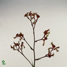 <h4>Kangaroo Paw Red Velvet</h4>