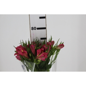 ALSTROEMERIA ALYNA 080 CM