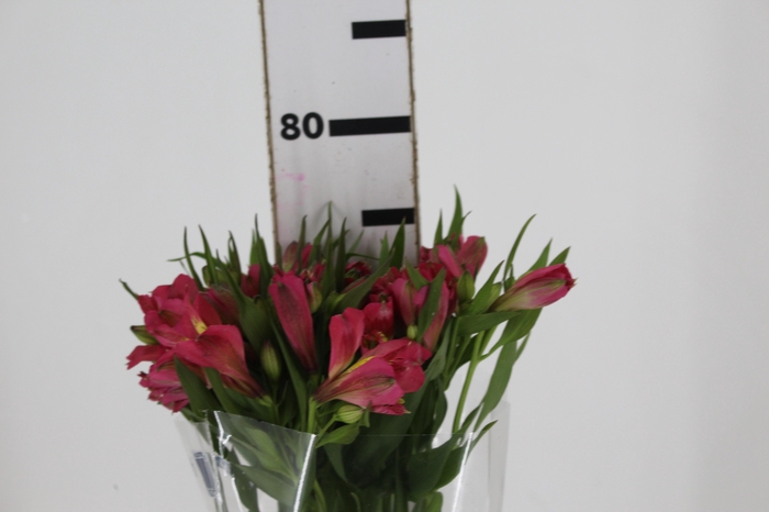 <h4>ALSTROEMERIA ALYNA 080 CM</h4>