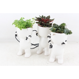 arr3 SN - Ker. pop hang mix x12