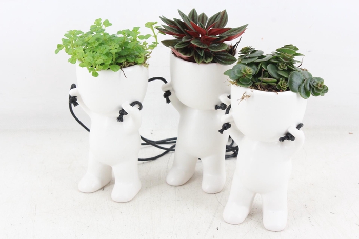 <h4>arr3 SN - Ker. pop hang mix x12</h4>