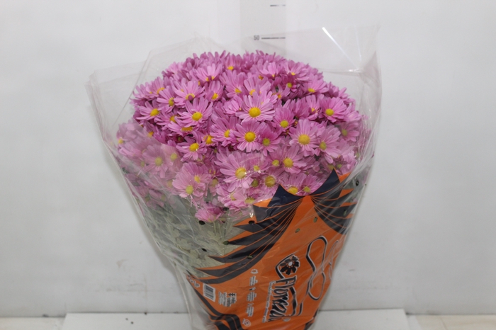 CRISANTEMO BOLA BELGA P20 ROSA