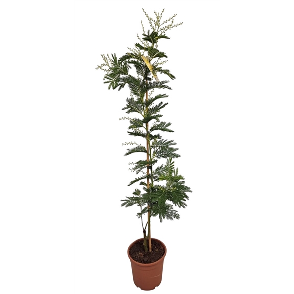 <h4>Acacia Mimosa Daelbata Stick</h4>