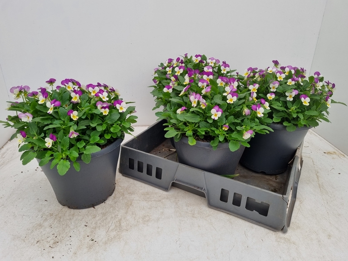 <h4>VIO CO EM PINK WING</h4>