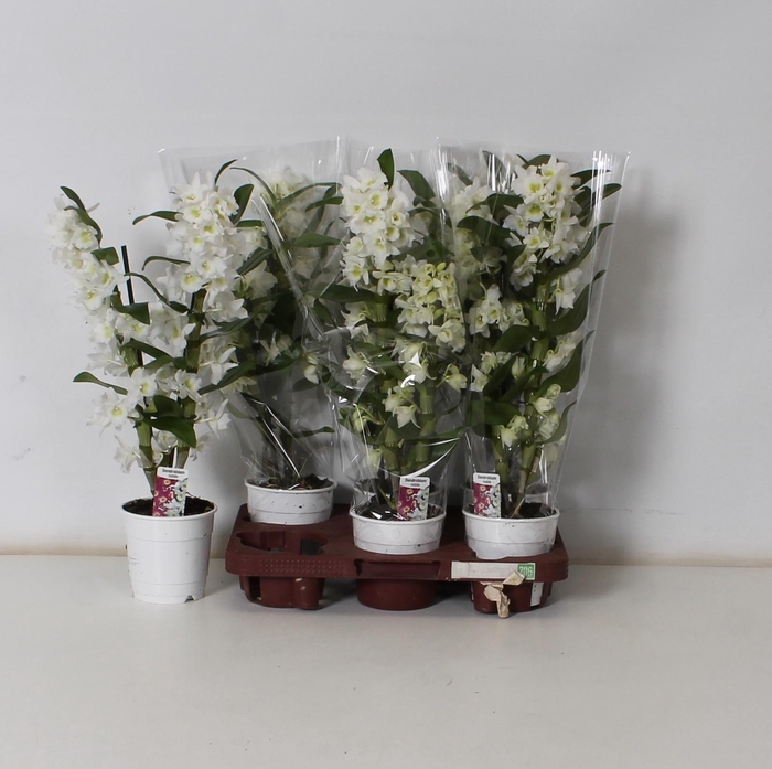 <h4>DEND NOBILE</h4>